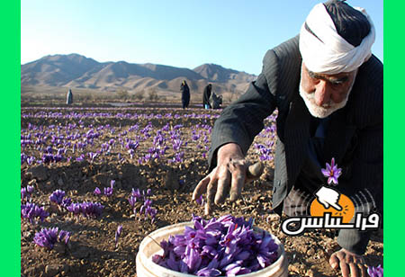 خرید اینترنتی پیاز زعفران تناژ در تهران
