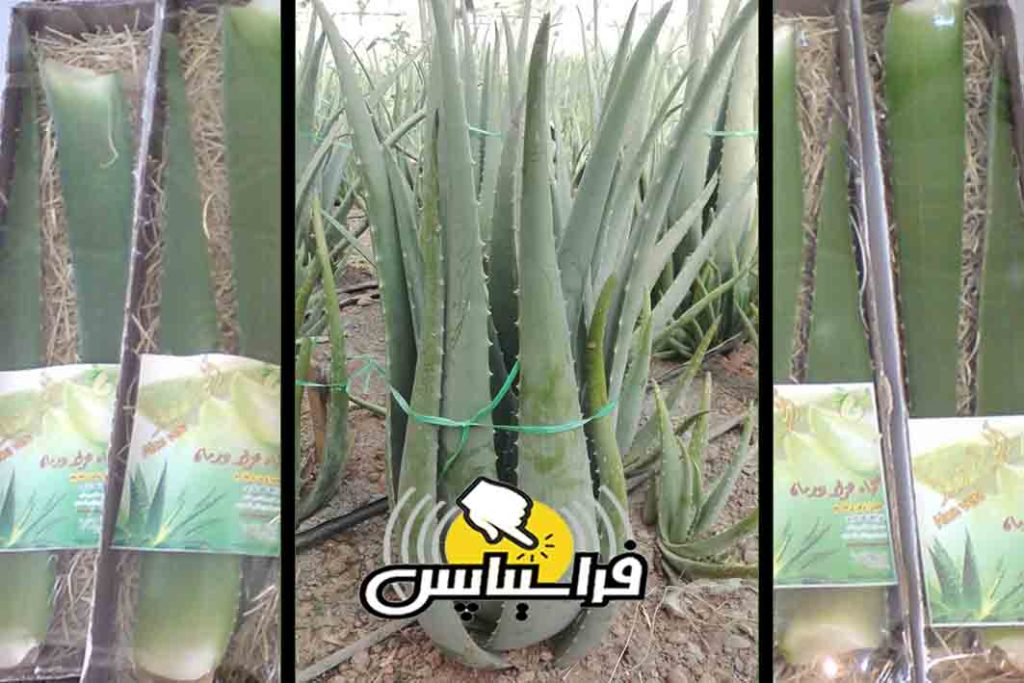 قیمت هر برگ آلوئه ورا