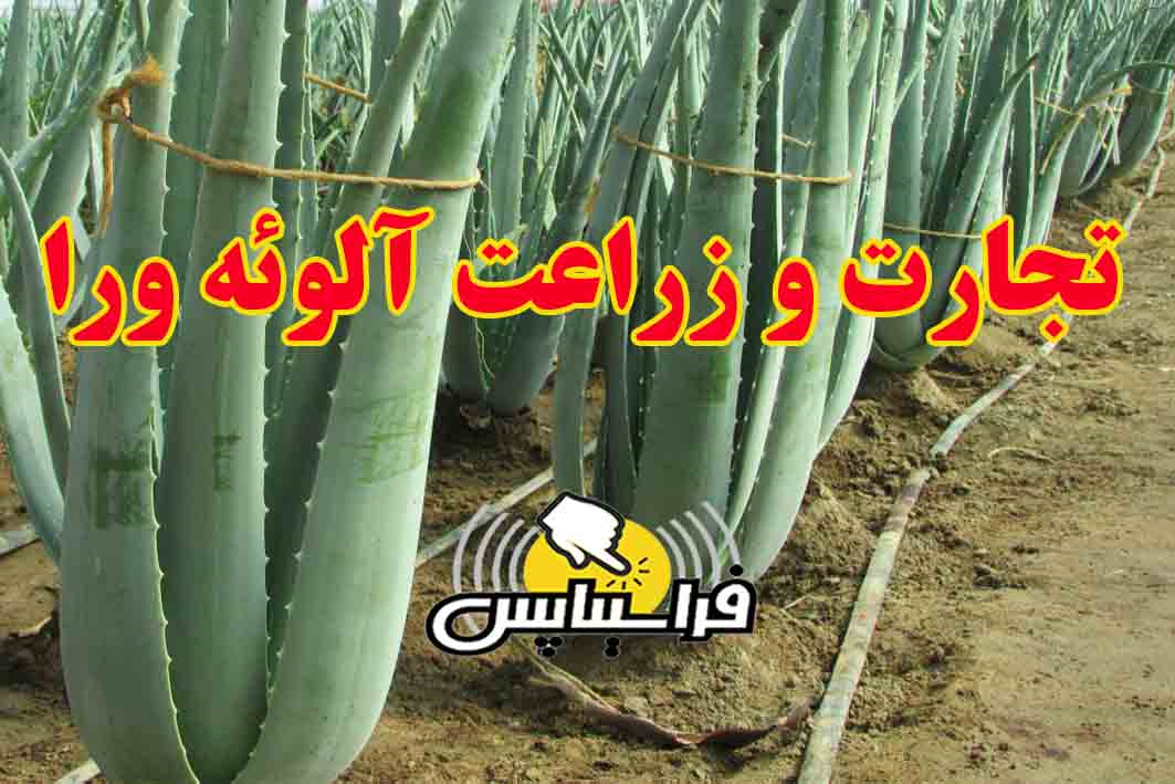 بازاریابی گیاه آلوئه ورا در ایران
