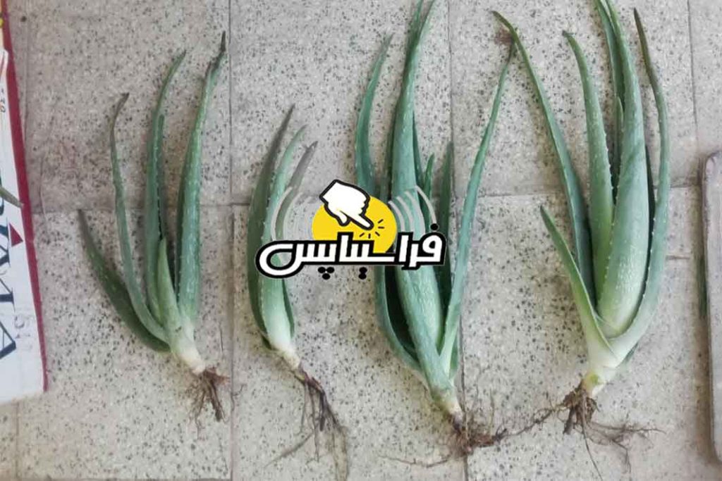 خرید پاجوش آلوئه ورا