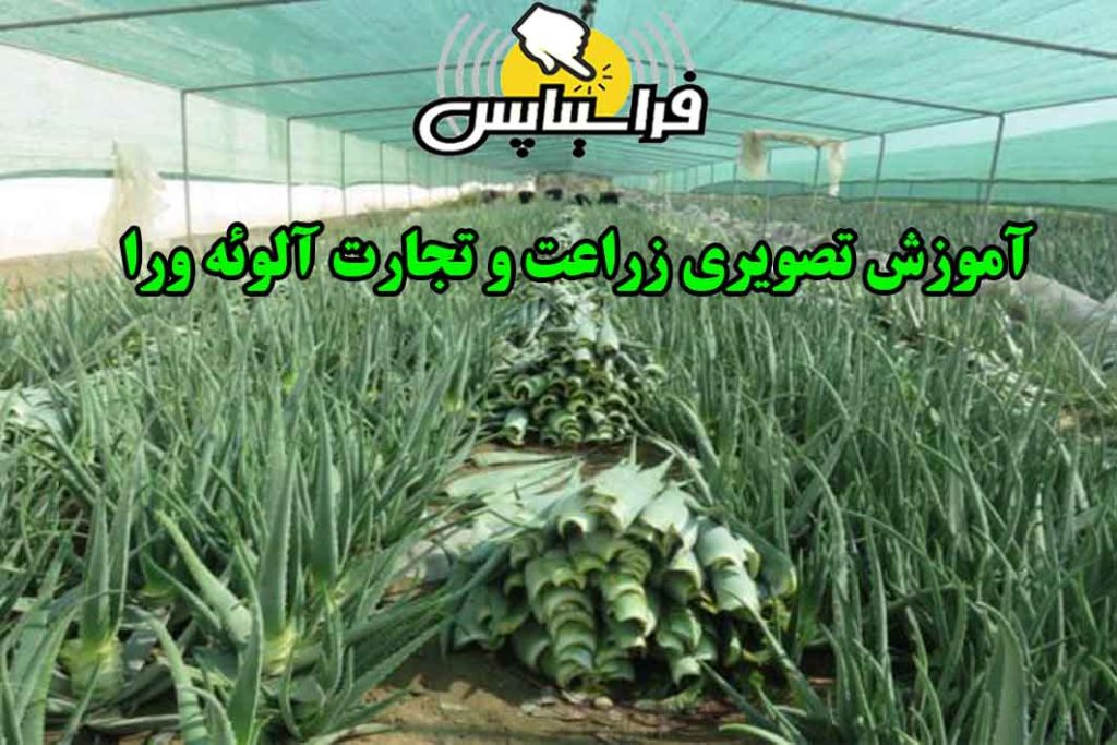 طرح توجیهی آلوئه ورا