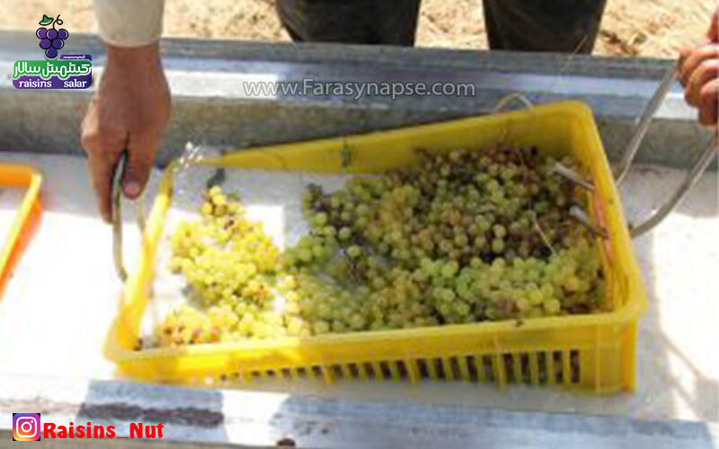 کشمش سبز کاشمر