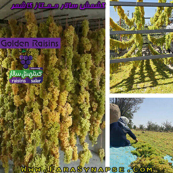 خرید کشمش سبز قلمی ممتاز