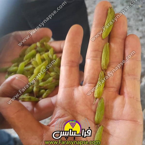 خرید کشمش سبز پیکامی ارزان مستقیم از کشاورز
