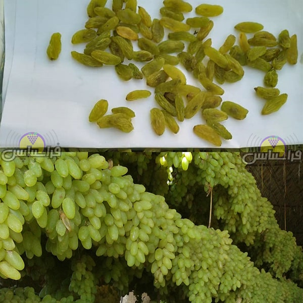 کشمش سایه خشک درجه یک