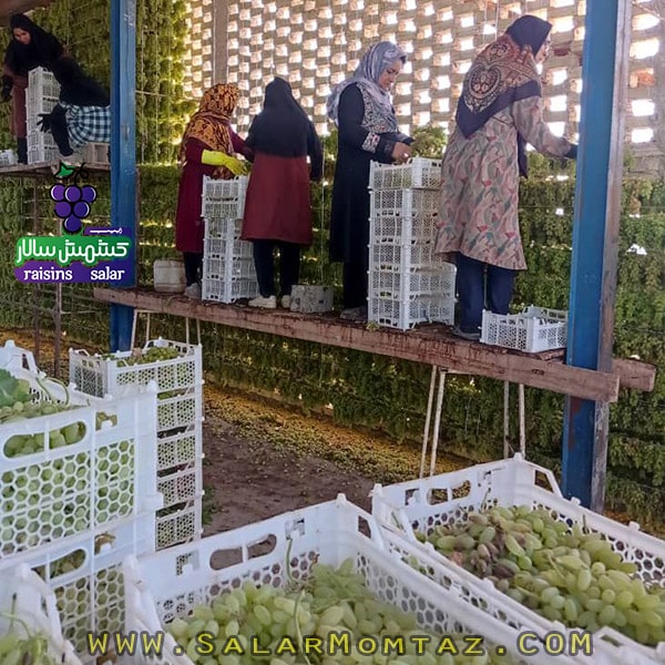 کشمش سبز کاشمری