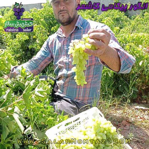 کشمش سبز کاشمری