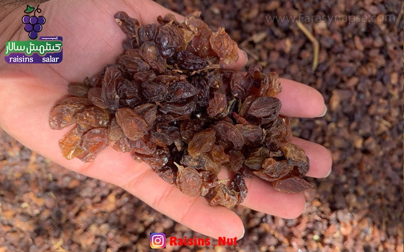 کشمش افتابی خلیل اباد کاشمر