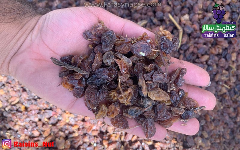 کشمش افتابی خلیل اباد کاشمر