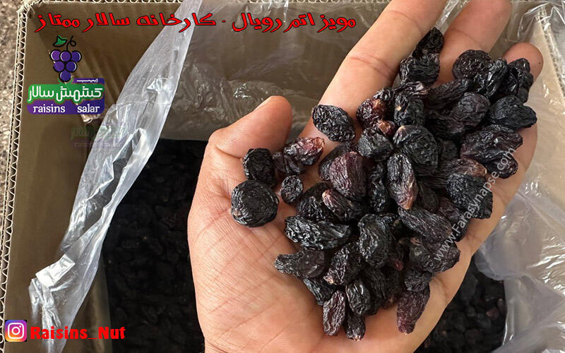 خرید مویز درشت
