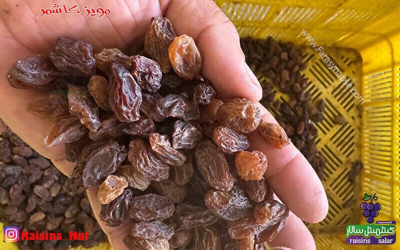 خرید مویز قرمز