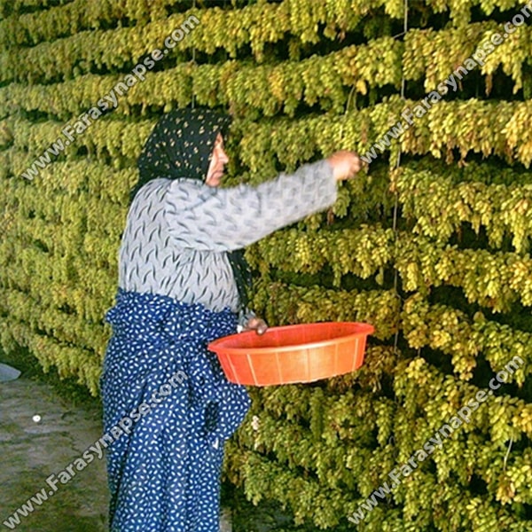کشمش قلمی کاشمر