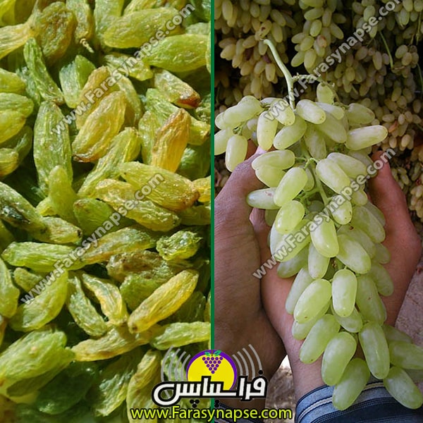 خرید کشمش سبز درجه یک