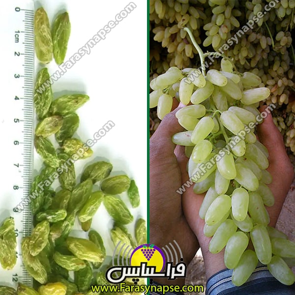 خرید کشمش سبز درجه یک