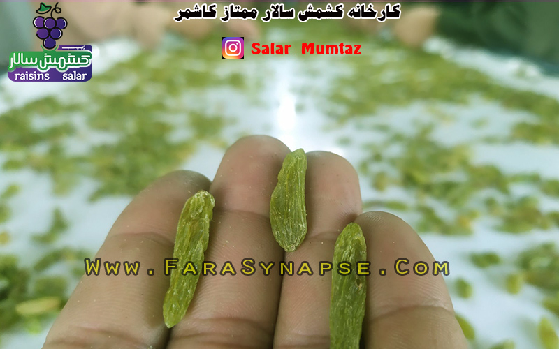 خرید عمده کشمش سبز قلمی