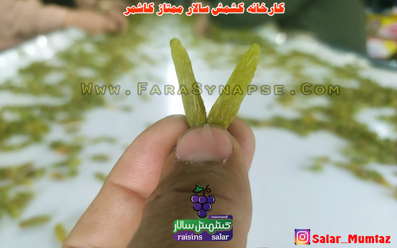 کشمش قلمی کاشمر