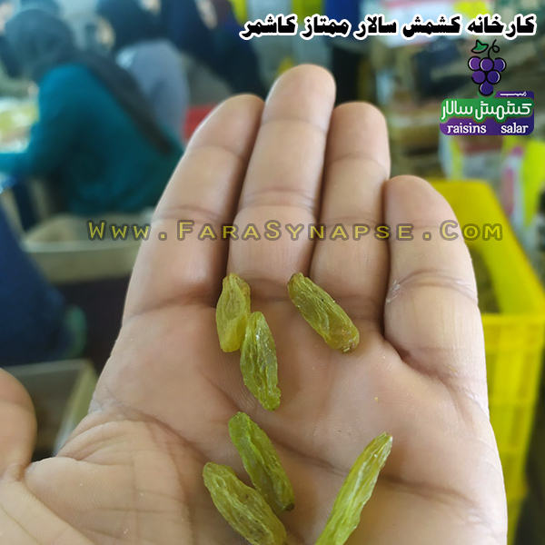 کشمش قلمی کاشمر
