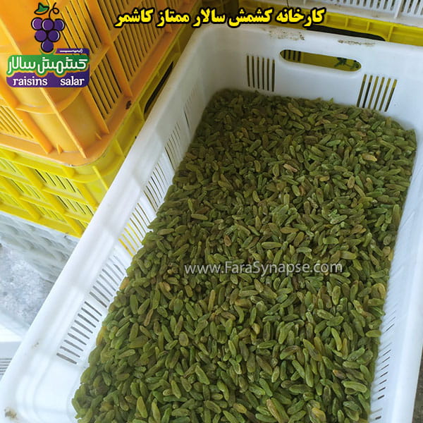 کشمش سبز قلمی عمده