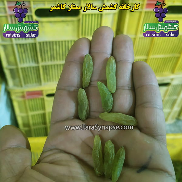 کشمش سبز کاشمر عمده