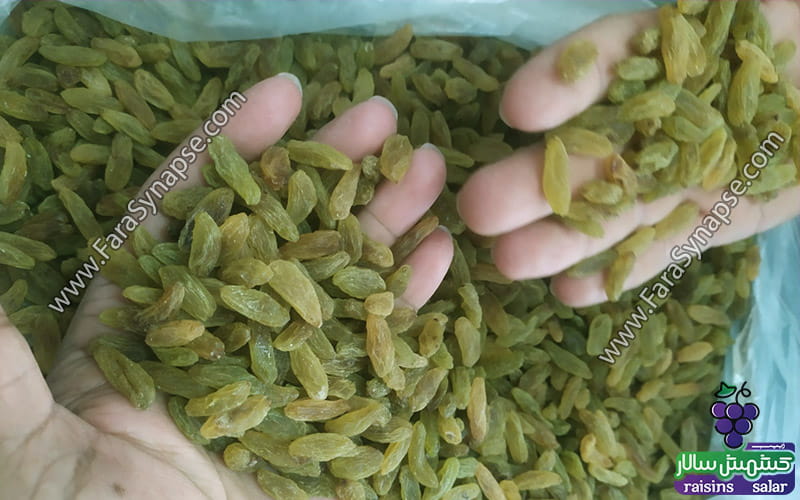 کشمش سبز کاشمر عمده