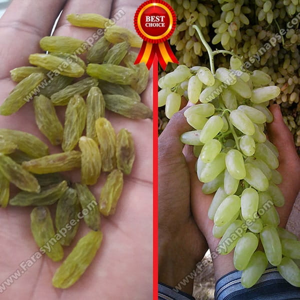 کشمش سبز صادراتی