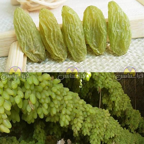 خرید کشمش سبز درجه یک