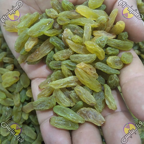 خرید کشمش سبز عمده