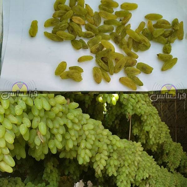 خرید کشمش سبز درجه یک